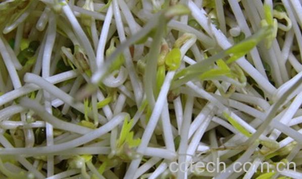 果蔬百科在家如何发绿豆牙-0
