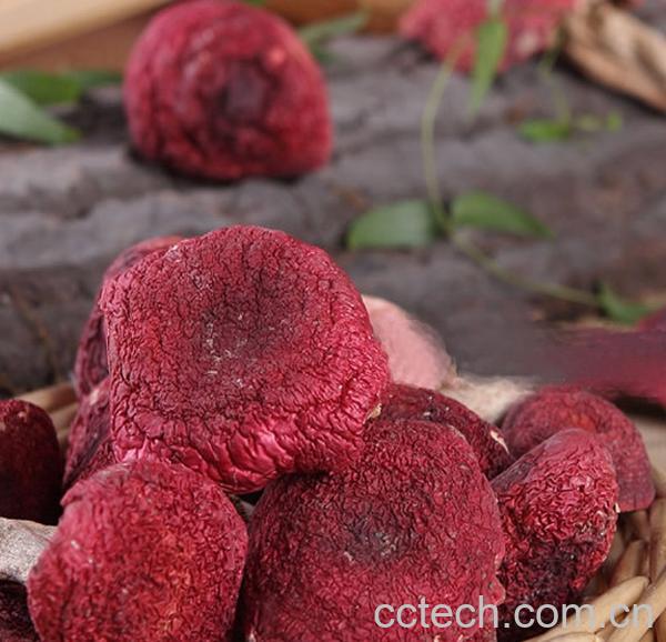 果蔬百科红菇的营养价值及功效-0