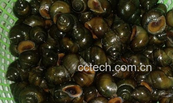 果蔬百科怎么清洗田螺-0