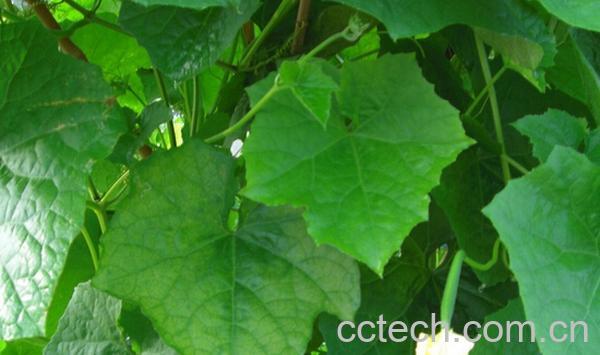 果蔬百科丝瓜叶能吃吗-0