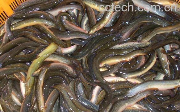 果蔬百科泥鳅-0