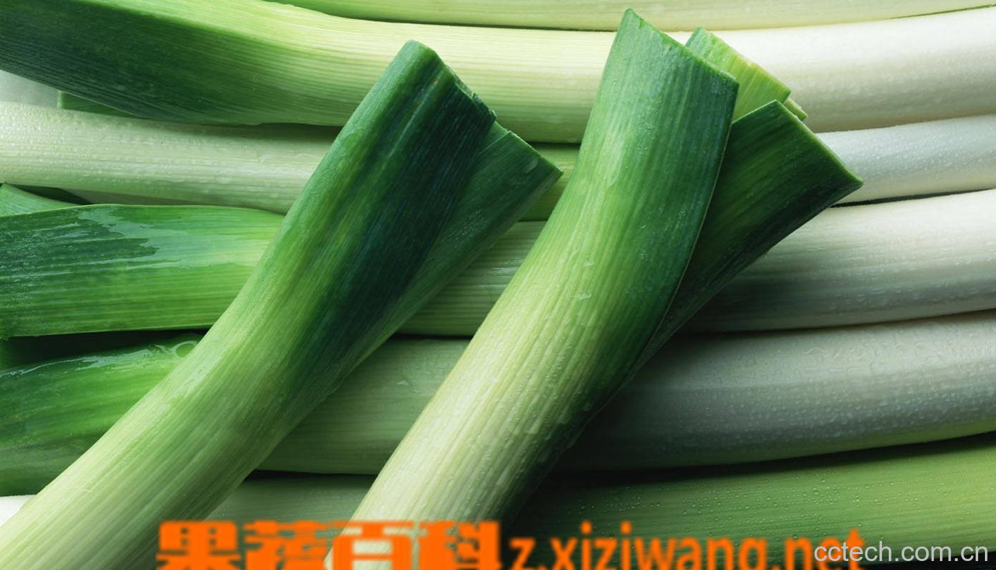 果蔬百科京葱的功效与作用-0