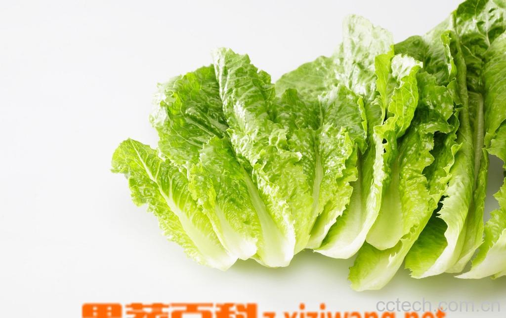 果蔬百科莴苣叶子可以吃吗-0