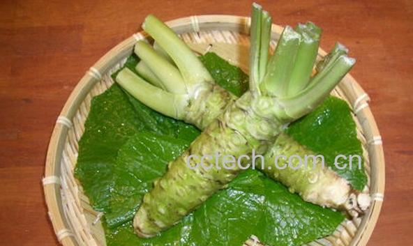 果蔬百科山葵-0