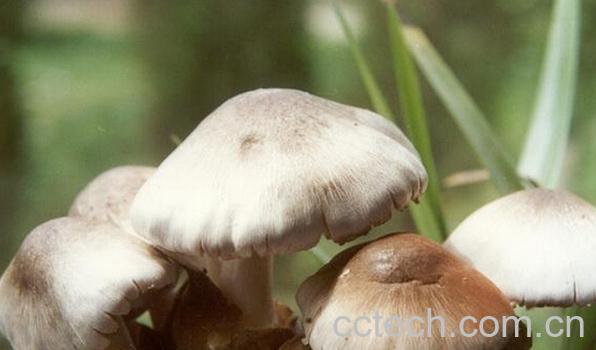 果蔬百科草菇如何保存-0