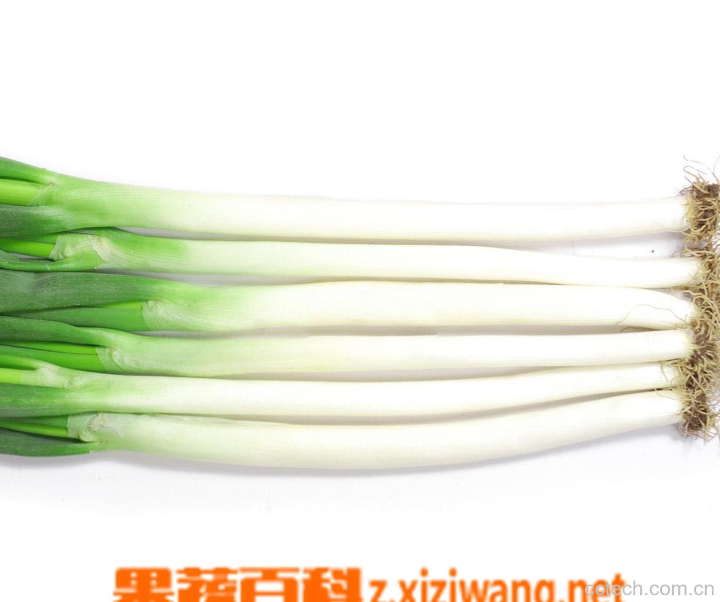 果蔬百科京葱的营养价值-0