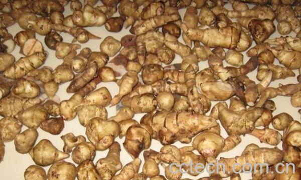 果蔬百科洋姜能和鸡蛋一起吃-0