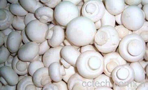 果蔬百科草菇保鲜-0