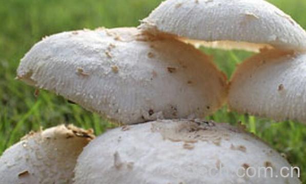 果蔬百科白草菇-0