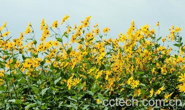 果蔬百科洋姜如何种植-0