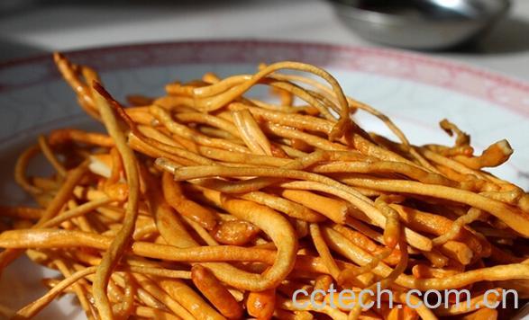 果蔬百科虫草菇-0