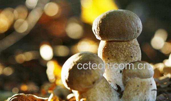 果蔬百科草菇的种类-0