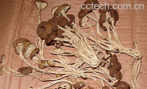 果蔬百科虫草菇-0