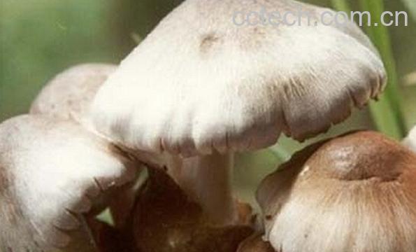 果蔬百科草菇不能和什么一起吃-0