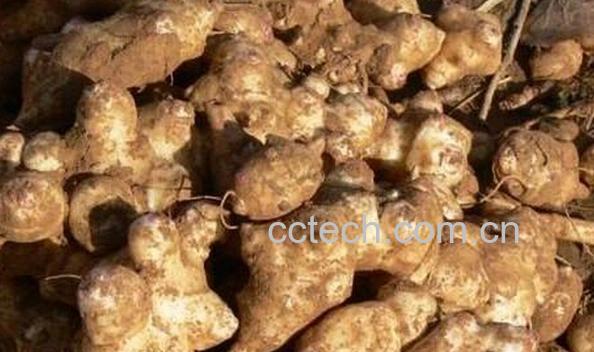 果蔬百科洋姜的药用价值-0