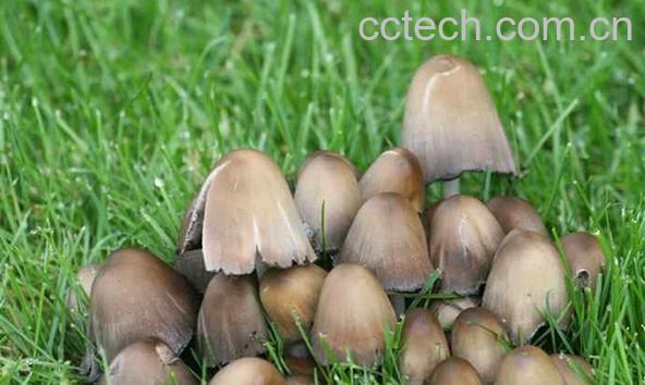 果蔬百科野生草菇-0