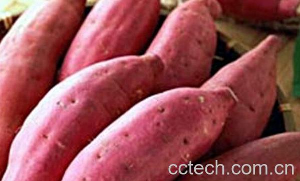 果蔬百科甘薯和红薯的区别-0