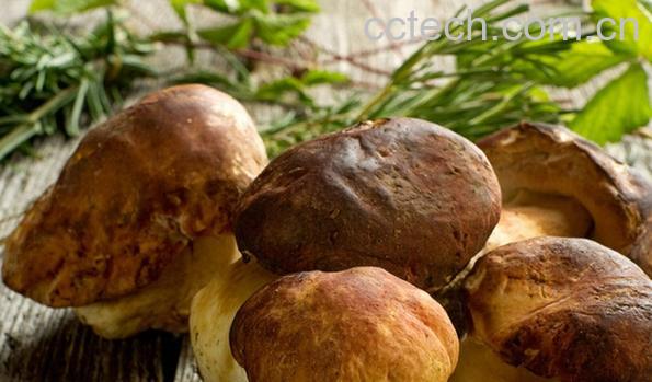 果蔬百科草菇和香菇的区别-0