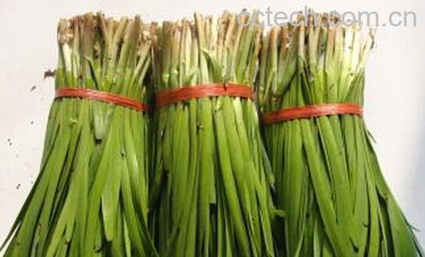 果蔬百科新鲜韭菜怎么保存-0