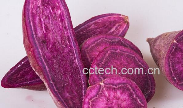 果蔬百科紫薯-0
