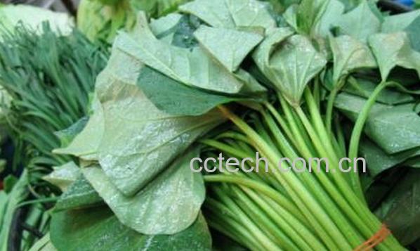 果蔬百科红薯叶-0