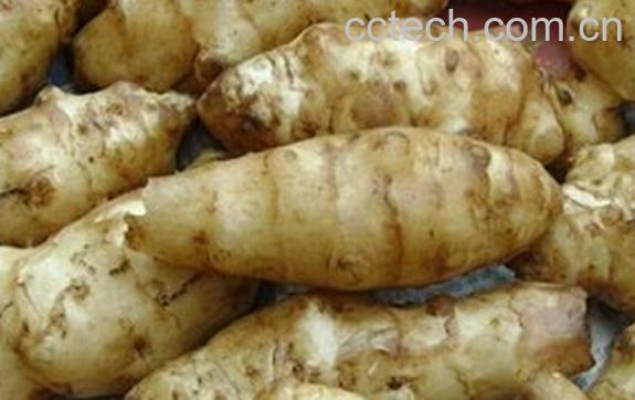 果蔬百科洋姜怎么储存-0