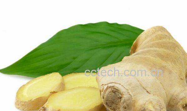 果蔬百科生姜-0