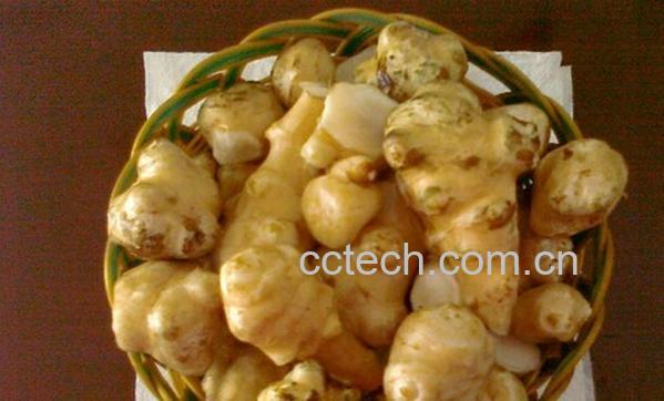 果蔬百科野生洋姜-0