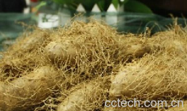 果蔬百科毛薯-0