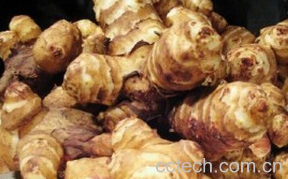 果蔬百科洋姜和生姜的区别-0