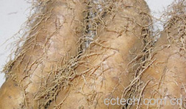 果蔬百科大薯和毛薯的区别-0