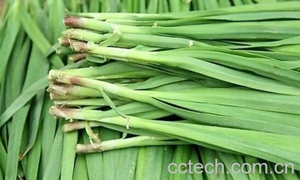 果蔬百科荨麻疹可以吃韭菜吗-0