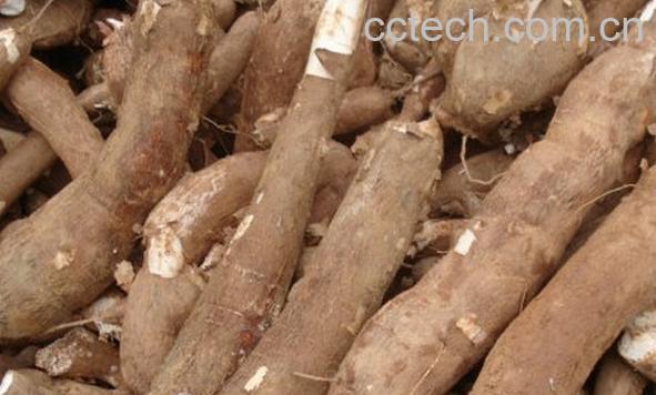 果蔬百科木薯与山药-0