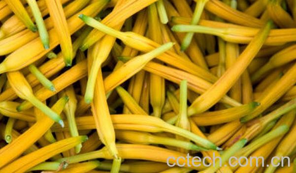 果蔬百科黄花菜-0