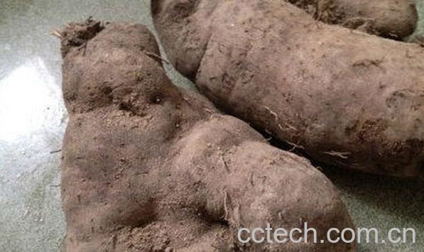 果蔬百科大薯-0