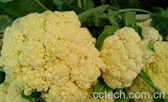 果蔬百科花菜有没有转基因的-0