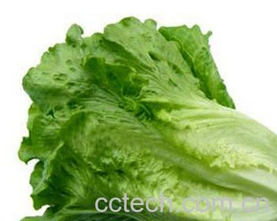 果蔬百科生菜-0