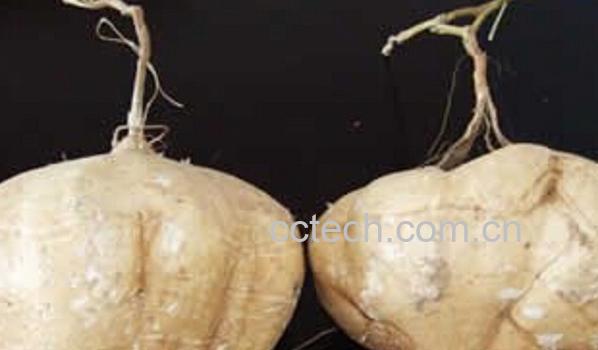 果蔬百科地瓜和红薯-0