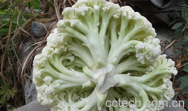 果蔬百科有机花菜-0