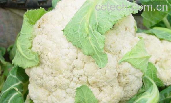 果蔬百科花菜-0