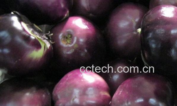 果蔬百科圆茄子-0