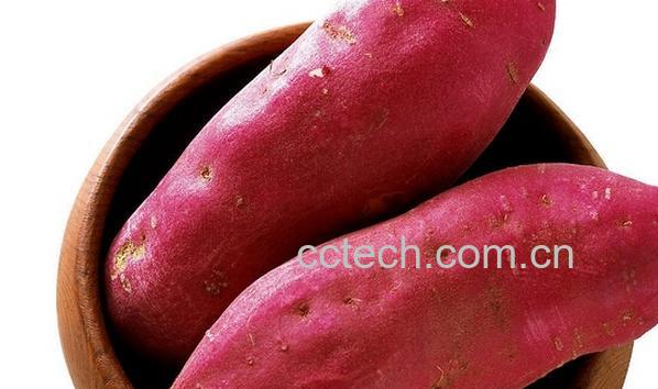 果蔬百科多吃红薯会胖吗-0