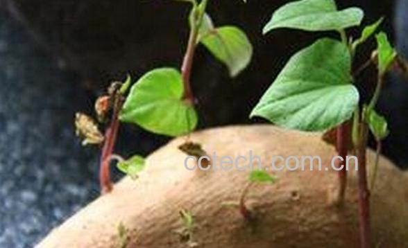 果蔬百科番茄发芽能吃吗-0