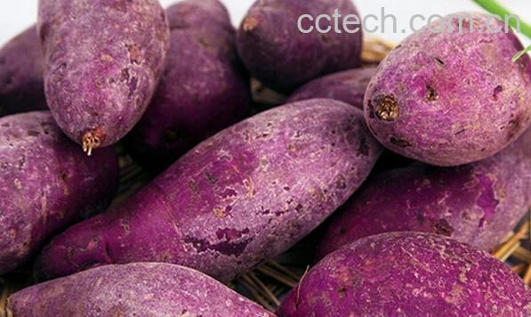 果蔬百科紫红薯-0
