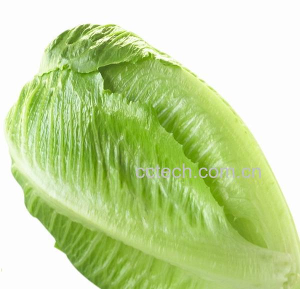 果蔬百科罗马生菜-0