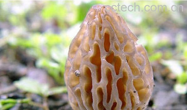 果蔬百科羊肚蘑菇-0