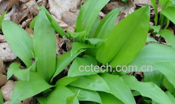 果蔬百科野韭菜-0