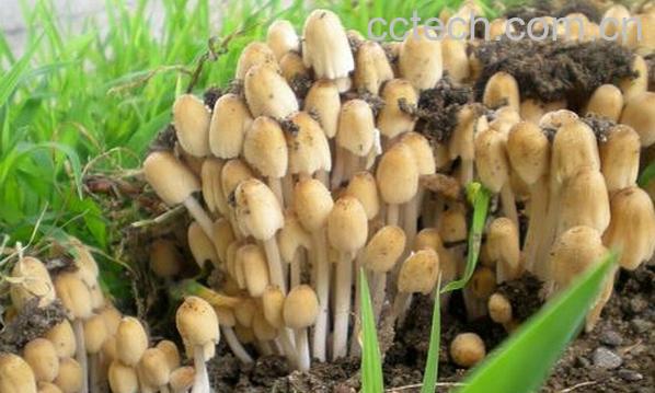 果蔬百科杨树蘑菇-0