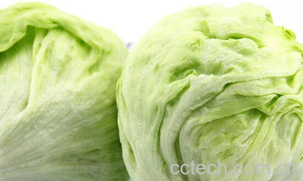 果蔬百科圆生菜-0