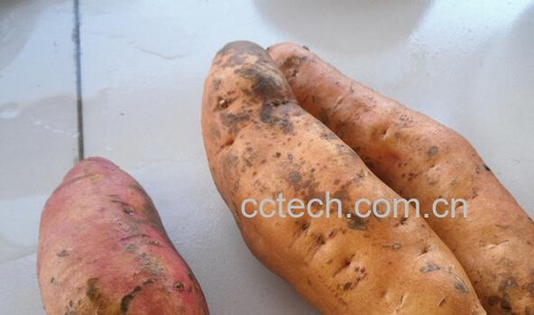 果蔬百科番薯和红薯-0